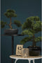 Emerald Kunstplant mini bonsai ficus groen 47 cm 420006