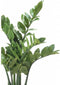Emerald - Kunstplant Zamioculcas 70cm - Kunstplanten voor binnen