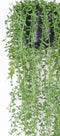 Emerald - Senecio hangplant - 70 cm - groen