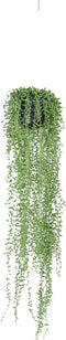 Emerald - Senecio hangplant - 70 cm - groen