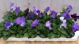 Grootbollige violen blauw 18 stuks