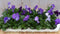 Grootbollige violen blauw 18 stuks