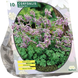Corydalis Solida per 10