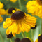 Helenium bigelovii 'The Bishop' | 1 stuk | Bloeiende vaste plant | bloemenpracht in de zomer | 11x11 cm Kwekerspot