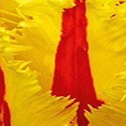 JUB - Tulipa Phantom