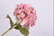 Silk-ka Kunstbloem-Zijden Bloem Hortensia Steel Roze 65 cm