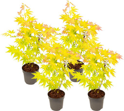 Japanse Esdoorn - Set van 4 - Acer 'Orange Dream' - Hoogte 25-40cm - ⌀10,5cm - Acer palm. Orange Dream P10,5 x4