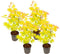 Japanse Esdoorn - Set van 4 - Acer 'Orange Dream' - Hoogte 25-40cm - ⌀10,5cm - Acer palm. Orange Dream P10,5 x4