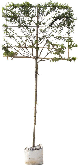 Krentenboom leiboom 200 cm | Amelanchier lamarckii 8-12 cm 200 cm| Bomenbezorgd.nl