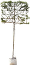 Krentenboom leiboom 200 cm | Amelanchier lamarckii 8-12 cm 200 cm| Bomenbezorgd.nl