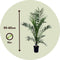 Plant in a Box - Phoenix Canariensis - Pot 15cm - Hoogte 50-60cm - Winterhard - Dadelpalm