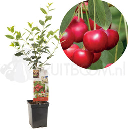 Prunus cerasus Morel | zure kers | patio