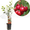 Prunus cerasus Morel | zure kers | patio