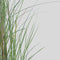 Plant in a Box - Miscanthus Gracilimus - Winterhard Siergras - Pot 23cm - Hoogte 40-60cm