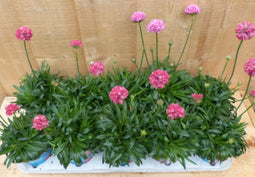 Engels gras 10 potjes per tray kleur rozen/wit