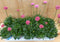 Engels gras 10 potjes per tray kleur rozen/wit