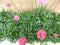 Engels gras 10 potjes per tray kleur rozen/wit