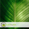 Plant in a Box - Canna 'Cannova' - Bloemriet - Canna Lily Rood - Bloeiende Plant - Pot 17cm - Hoogte 35-45cm