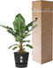 Bananenplant in Elho® Greenville pot – ↨ 80 cm – ⌀ 24 cm