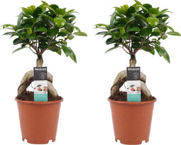 Decorum Duo Ficus Ginseng Bonsai geënt()