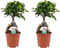 Decorum Duo Ficus Ginseng Bonsai geënt()