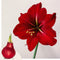 Plant in a Box - Amaryllis - Hippeastrum 'Glitter Red' - Bloembol - Rode bloemen