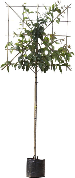 Japanse sierkers leiboom 180 cm | Prunus serrulata 6-10 cm 180 cm| Bomenbezorgd.nl