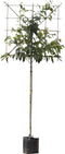Japanse sierkers leiboom 180 cm | Prunus serrulata 6-10 cm 180 cm| Bomenbezorgd.nl