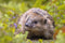 Customize it - Tuinschilderij egel in tuin 130x70