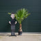 Mexicaanse Waaierpalm Wasthingtonia Robusta - 40-50 cm Stamhoogte