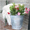 Plants by Frank - Set van 6 Mandevilla Rood Planten - 6 x Dipladenia Rood in 12 cm pot - Mediterrane Planten - Vers uit de Kwekerij geleverd - Klimplanten
