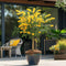 Plant in a Box - Mimosa acacia dealbata - Set van 2 - Mimosa struik - Mimosa met mooie helder gele bloemen - Pot 15cm - Hoogte 40-50cm