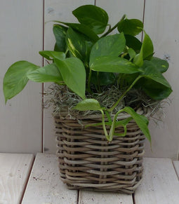 Epipremnum geelgroen mandje 25 cm