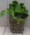 Epipremnum geelgroen mandje 25 cm