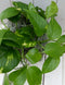 Epipremnum geelgroen mandje 25 cm