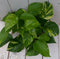 Epipremnum geelgroen rode pot 25 cm