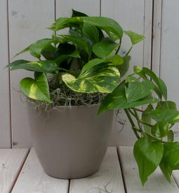 Epipremnum geelgroen taupe pot 25 cm