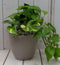Epipremnum geelgroen taupe pot 25 cm