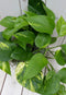 Epipremnum geelgroen taupe pot 25 cm