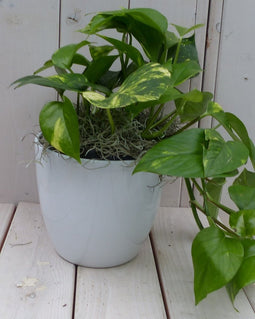 Epipremnum geelgroen witte pot 25 cm