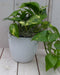 Epipremnum geelgroen witte pot 25 cm