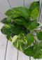 Epipremnum geelgroen witte pot 25 cm