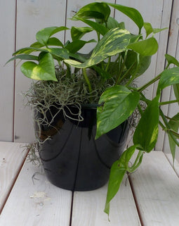 Epipremnum geelgroen zwarte/antraciete pot 25 cm
