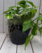 Epipremnum geelgroen zwarte/antraciete pot 25 cm