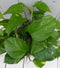 Epipremnum geelgroen zwarte/antraciete pot 25 cm