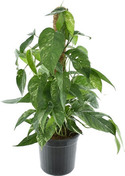 Epipremnum Pinnatum Variegata (mosstok)