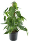 Epipremnum Pinnatum Variegata (mosstok)