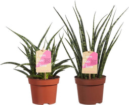 Kamerplant van OnlyPlants - 2x Vrouwentong - ↕ 40 cm - Sanseveria Fernwood duo - luchtzuiverend