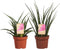 Kamerplant van OnlyPlants - 2x Vrouwentong - ↕ 40 cm - Sanseveria Fernwood duo - luchtzuiverend