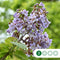Anna Paulownaboom | Paulownia tomentosa | Bomenbezorgd.nl
